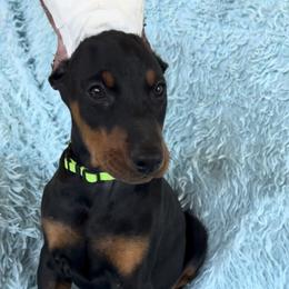 Boy 4 - Black and rust male Doberman Pinscher puppy in Centralia, Missouri from TopSpots Farm