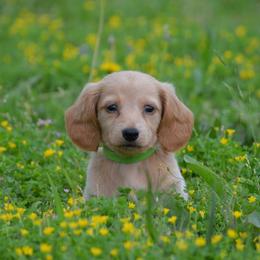 Cream boy - Cream male Dachshund puppy in Paris, Texas from Michel Creek Kennel