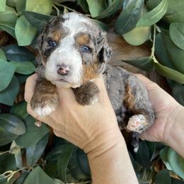 Spritz - Merle female Bernedoodle puppy in Superior, Arizona from Mountain Bridge Doodles