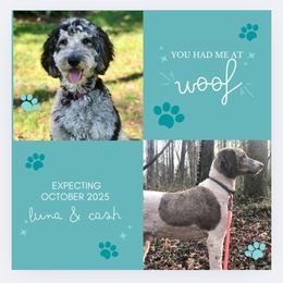 Goldendoodle puppies from Dandy Doodles