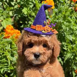 Red - Red  female Goldendoodle puppy in Tucson, Arizona from Adored Poodle & Doodles
