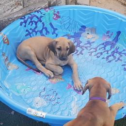 Rhodesian Ridgeback Puppies from Aziza Ridgebacks