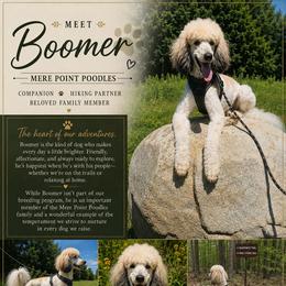Boomer - Poodle