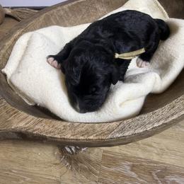 Angel - Black and white female Bernedoodle puppy in Bellevue, Iowa from Blended Acres & Kennels