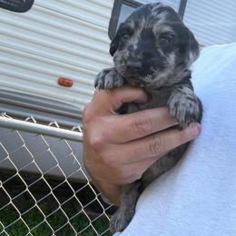 Aldean - Merle male Labradoodle puppy in Georgetown, South Carolina from Muddy Bay Kennels