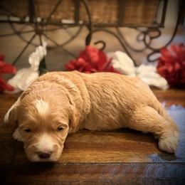 Romeo - Red  male Goldendoodle puppy in Bradenton, Florida from Christianna’s Mini Goldendoodles