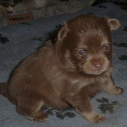 Girl 1 - Chocolate and tan female Pomeranian puppy in Skowhegan, Maine from Countryside Pomeranians
