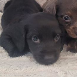 Dachshunds from Amanda's Teenie Weenies
