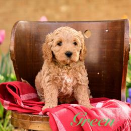 Green - Apricot male Cavapoo puppy in Centerville, Utah from Beehive Fur Friends