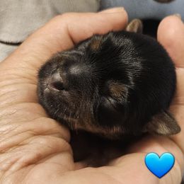 Boy 1 - Black and tan Yorkshire Terrier puppy in Palm Bay, Florida from Ms.tee.yorkies.s.florida