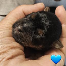 Boy 1 - Black and tan Yorkshire Terrier puppy in Palm Bay, Florida from Ms.tee.yorkies.s.florida