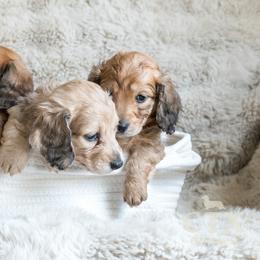 Dachshund Puppies from CTX Doxies
