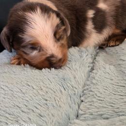 Cupid 4,300 - Dapple male Dachshund puppy in Tonopah, Arizona from Desert Diamond Dachshunds