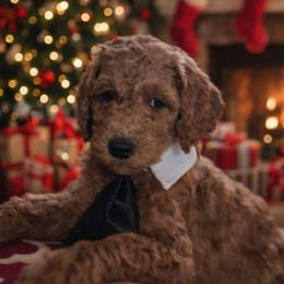 Prince Jasper Stone Red King - Red  male Poodle puppy in Woodbridge, Virginia from Rosa Red Standard Poodles