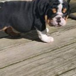 Bulldogs from Lin's Bulldogs