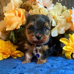 Niko - Black and gold male Yorkshire Terrier puppy in Howe, Oklahoma from Ray Holder