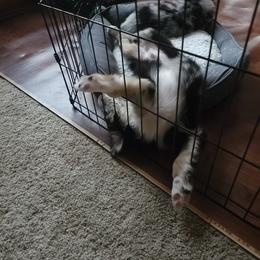 Australian Shepherd Puppies from Summit Australian Shepherds