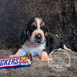 Snickers - Black brown and white female Basset Hound puppy in Talbotton, Georgia from Southern City Bassets