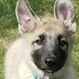 Shiloh Shepherds from SilverLiningShilohs
