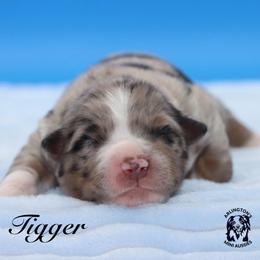 Tigger - Blue merle male Miniature Australian Shepherd puppy in Weeki Wachee, Florida from Arlington's Mini Aussies