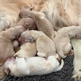 Girl 1 - Golden female Golden Retriever puppy in Menifee, California from The Golden Leash Kennels