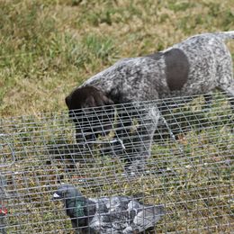 German Shorthaired Pointer Puppies from Magic City Gun Dogs