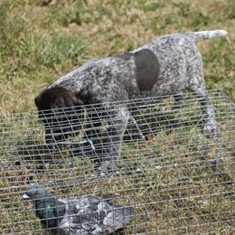 German Shorthaired Pointer Puppies from Magic City Gun Dogs