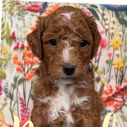 Navel - Red  male Goldendoodle puppy in Chattanooga, Tennessee from Scenic City Doodles
