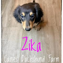 Zika - Piebald female Dachshund puppy in Cincinnati, Ohio from Caines Dachshund Farm