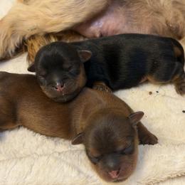 Shorkie puppies from Yorkies of Escondido