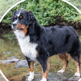 Aero - Australian Shepherd