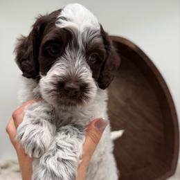 Brewster - Chocolate male Australian Labradoodle puppy in Denton, Texas from Liberty Hill Labradoodles