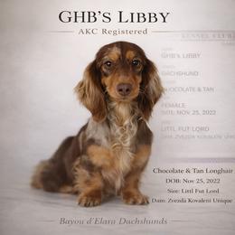 Libby - Dachshund