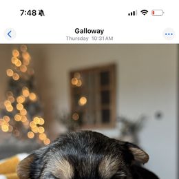 Macchiato - Black and tan male Yorkshire Terrier puppy in Columbus, Ohio from Elaine’s Yorkies