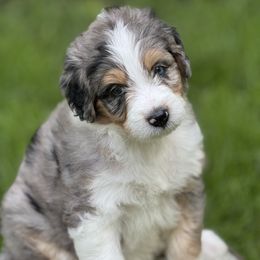 Ivy - Blue merle female Aussiedoodle puppy in Germantown, Ohio from Doodle Patch Farm
