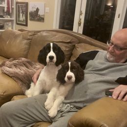 English Springer Spaniel Puppies from Ocoee English Springer Spaniels