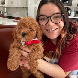 Iron Man - Red  male Goldendoodle puppy in Charlotte, North Carolina from Barkins and Company