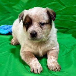 L65-01 - Red speckled male Australian Cattle Dog puppy in Sheridan, Oregon from 6pk Cattledogs