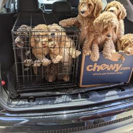 Goldendoodle Puppies from Carolina Doodles