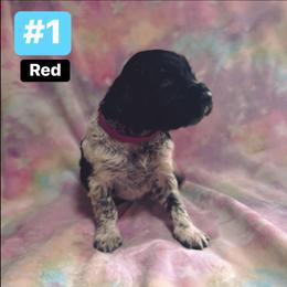 Donito - White and black ticked male Large Münsterländer puppy in Fremont, Wisconsin from Feather Cloud Kennels
