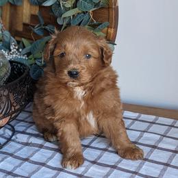 Blue collar - Red male Companion Cross puppy in Tom's Brook, Virginia from rising sun duck tollers