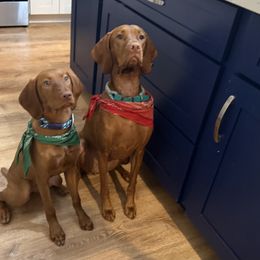 Vizsla All Grown Up from Alaea Farm & Kennel