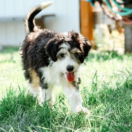 Chip - male Australian Mountain Doodle puppy in Ellensburg, Washington from MB Livestock