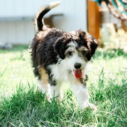 Chip - male Australian Mountain Doodle puppy in Ellensburg, Washington from MB Livestock