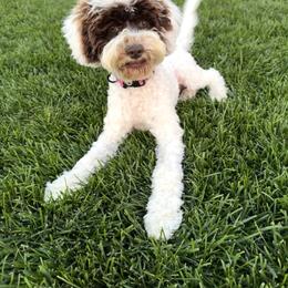 Denali - Cream female Australian Labradoodle puppy in Newdale, Idaho from Grand Peaks Labradoodles