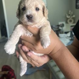 Poodle Puppies from Sun