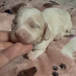 Twin ee cream girl - Cream female Dachshund puppy in Mt. Vernon, Texas from The Spotted Doxie