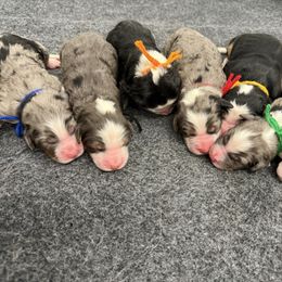 Bernedoodle puppies from Bubbling Springs Doodles, LLC