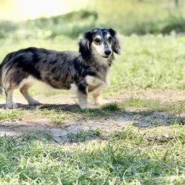 Krewe - Dachshund
