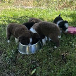 Border Collie Puppies from Athena’s Collies